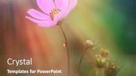  Presentation with sunshine flower - Amazing presentation theme having pink-flower-under-the-sunshine backdrop and a red colored foreground