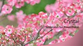  Presentation with dogwood - Cool new slide deck with pink flowering dogwood flower clusters backdrop and a coral colored foreground