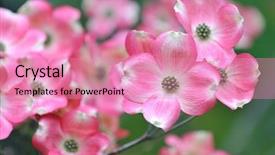  Presentation with dogwood - Audience pleasing presentation consisting of pink flowering dogwood backdrop and a coral colored foreground
