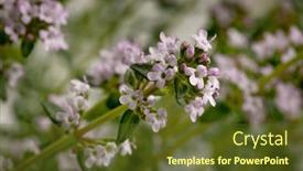 Presentation with thyme - Slides enhanced with pink-flowering-fresh-thyme-plant background and a  colored foreground