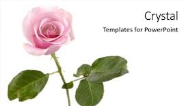  Presentation with green foliage - Cool new presentation theme with pink flowering rose backdrop and a white colored foreground