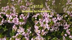  Presentation with frame pink - Presentation theme having pink-flowering-thryptomene-shrub-full background and a tawny brown colored foreground