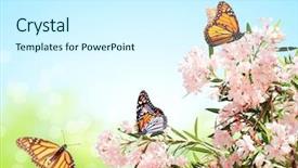  Presentation with monarch butterflies - Amazing presentation having floral templates - pink flowers and monarch butterflies backdrop and a cool aqua colored foreground