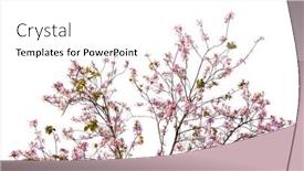  Presentation with pink flowers - Theme enhanced with pink-flowers-bauhinia-orchid-tree background and a white colored foreground
