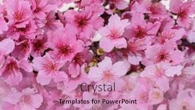  Presentation with pink flowers - Presentation theme having pink-flowers-cherry-sakura-background background and a  colored foreground