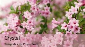  Presentation with pink flowers - PPT theme featuring abstract free designs pattern background and a coral colored foreground