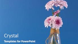  Presentation with pink colour - Presentation design with pink-flowers-in-glass-vase and a teal colored foreground