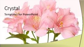  Presentation with blooming lotus flower of pink - Audience pleasing presentation theme consisting of pink flowers isolated on white backdrop and a lemonade colored foreground