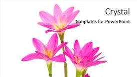  Presentation with pink petal flower animated - Presentation having pink flowers isolated on white background and a  colored foreground
