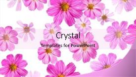  Presentation with pink white - Slides with pink flowers isolated background and a lavender colored foreground