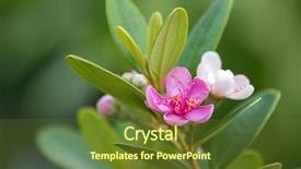  Presentation with pink rose - Theme consisting of pink flowers of rose myrtle background and a tawny brown colored foreground