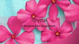  Presentation with aqua - Colorful presentation design enhanced with pink flowers on aqua blue background backdrop and a coral colored foreground