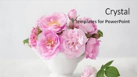  Presentation with light pink - Colorful slide deck enhanced with pink flowers rose on light backdrop and a white colored foreground