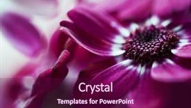  Presentation with pink flowers - PPT layouts having pink flowers shallow focus background and a violet colored foreground