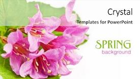  Presentation with pink green - Audience pleasing theme consisting of pink flowers with fresh green backdrop and a white colored foreground