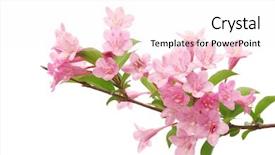  Presentation with pink green - Cool new presentation design with pink flowers with fresh green backdrop and a white colored foreground