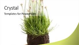  Presentation with pink flowers - Audience pleasing PPT theme consisting of pink-flowers-with-instruments-isolated backdrop and a white colored foreground