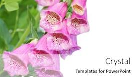  Presentation with pink white - PPT theme having pink foxglove flower isolated on white background background and a white colored foreground