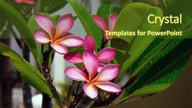  Presentation with bloom - PPT layouts with pink frangipani flowers at full background and a tawny brown colored foreground
