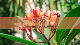  Presentation with frangipani flowers - Slides with pink-frangipani-flowers-in-full background and a coral colored foreground