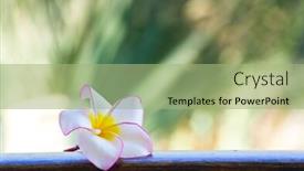  Presentation with frangipani flowers - PPT layouts featuring pink-frangipani-flowers-on-green background and a mint green colored foreground