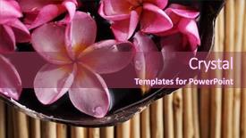  Presentation with coconut shell - Colorful presentation enhanced with pink frangipani in the coconut backdrop and a  colored foreground