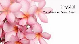  Presentation with frangipani flowers - PPT theme with pink frangipani plumeria tropical flowers background and a sky blue colored foreground