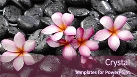  Presentation with pink black - Slide set consisting of pink frangipani with black stones background background and a violet colored foreground