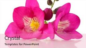  Presentation with pink white - Audience pleasing presentation design consisting of pink freesia flower isolated backdrop and a coral colored foreground