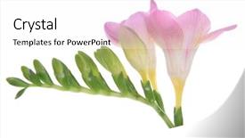  Presentation with pink white - Theme consisting of pink freesia isolated on white background and a  colored foreground