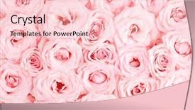  Presentation with pink roses - Presentation theme having pink fresh roses background background and a lemonade colored foreground