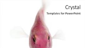  Presentation with salt water fish - Cool new PPT theme with pink fresh water fish isolated backdrop and a white colored foreground