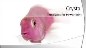  Presentation with fresh water - Presentation design enhanced with pink fresh water fish isolated background and a white colored foreground