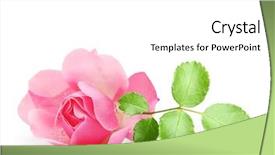  Presentation with pink rose - Amazing slide deck having pink garden rose flowers twig isolated on white background backdrop and a white colored foreground