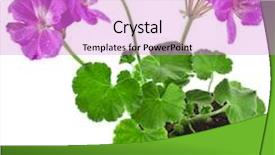  Presentation with geranium - PPT layouts consisting of young woman on trip in the snow covered alps dangerous stretch on ridge of mountain dangerous stretch in winter mountains background and a sky blue colored foreground