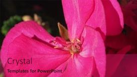  Presentation with geranium - Presentation enhanced with pink geranium geraniales aka cranesbill flower bloom - close macro view background and a red colored foreground