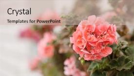  Presentation with geranium - Slide set having pink geranium background and a soft green colored foreground