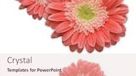  Presentation with daisy - Slides consisting of isolated on a white background background and a lemonade colored foreground