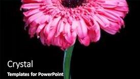  Presentation with tall - PPT layouts consisting of pink-gerber-daisy-standing-tall background and a black colored foreground