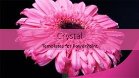  Presentation with tall - Cool new presentation theme with pink gerber daisy standing tall backdrop and a coral colored foreground