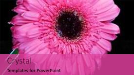  Presentation with tall - Presentation consisting of pink-gerber-daisy-standing-tall background and a coral colored foreground