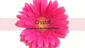  Presentation with pink white - Beautiful PPT theme featuring pink gerbera blossom isolated backdrop and a coral colored foreground