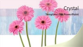  Presentation with gerbera daisies - Slides consisting of pink gerbera daisies on blue sky rectangle - isolated on white background and a coral colored foreground