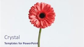 Presentation with gerbera daisy pink flower - Theme with pink-gerbera-daisy-flower-illustrating background and a sky blue colored foreground