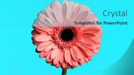  Presentation with gerbera daisy pink flower - Presentation design featuring pink-gerbera-daisy-flower-illustrating background and a cyan colored foreground