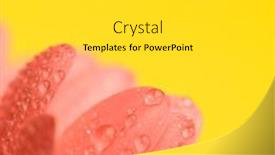  Presentation with gerbera daisy pink flower - PPT layouts enhanced with pink-gerbera-daisy-flower-petals background and a light gray colored foreground