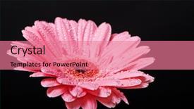  Presentation with gerbera daisy pink flower - Audience pleasing slide set consisting of pink-gerbera-daisy-flower backdrop and a coral colored foreground