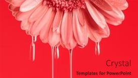  Presentation with gerbera daisy pink flower - PPT layouts with pink-gerbera-daisy-flower background and a red colored foreground