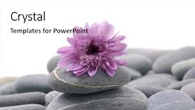  Presentation with gerbera daisy - PPT theme featuring pink gerbera daisy on zen stones background and a white colored foreground