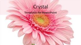  Presentation with gerbera daisy - Slides featuring pink gerbera daisy background and a lemonade colored foreground